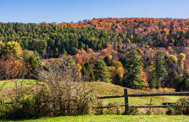 a landscape of  trees with bright autumn fall foliage colors  and green grass 
