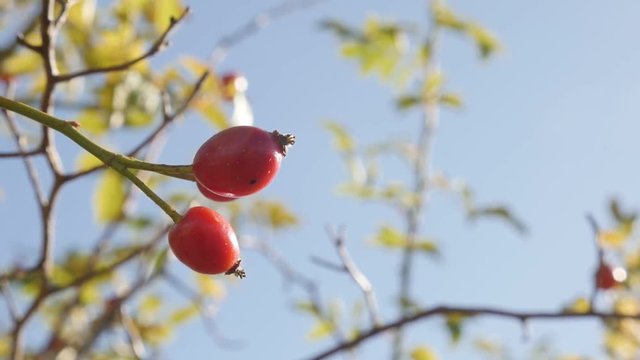 Close-up of rose hips on the wind slow-mo - Rosa canina against blue sky slow motion video
