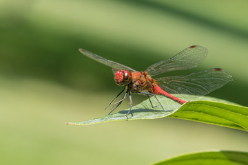 Sympetrum sanguineum - Ruddy darter