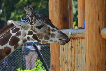 Giraffe at the feeding station