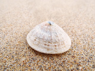 A fly on a shell on a beach