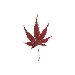 Blatt Roter Ahorn (Acer japonicum) Herbst