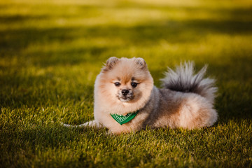 the dog breed Pomeranian
