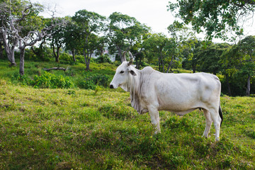 White cow in a clearing in the woods.