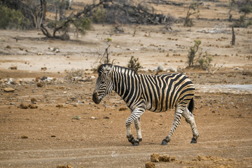 Obraz na płótnie Canvas Plains zebra in Kruger National park, South Africa