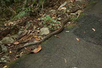 Python in Eungella NP in Australien