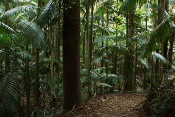 Wanderweg in Eungella NP in Australien