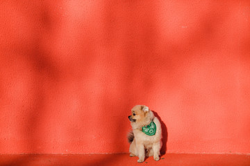 Fototapeta na wymiar the dog breed Pomeranian