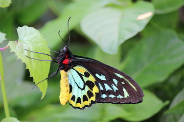 a goliath birdwing