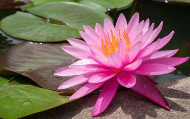 pink lotus flower and plant
