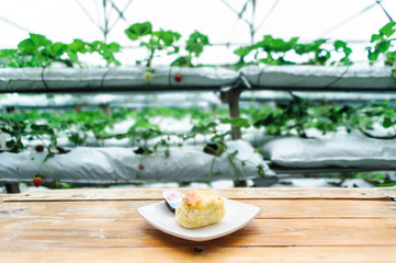 delicious scone with the background of strawberry farm