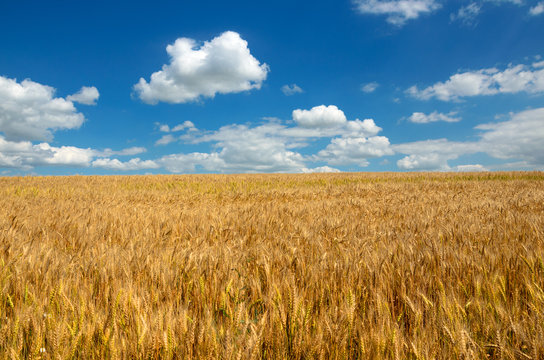 Field of ripe wheat