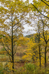 Autumn view in the park
