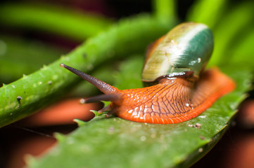 close up snall on green leaves