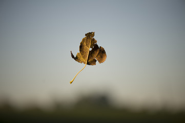 vallend blad in de herfst