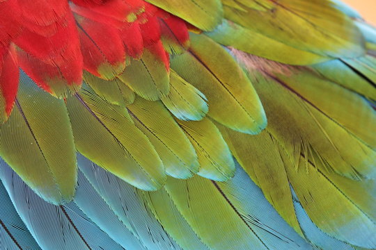 Blue and Green Macaw Feathers Stock Photo by ©MichaelFitzsimmons 77597126