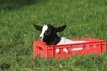 goat in a red box, funny animal pictures