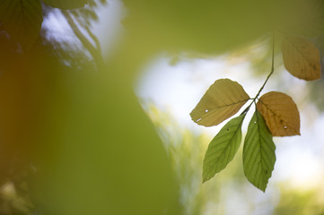 hersftbladeren aan beukenboom