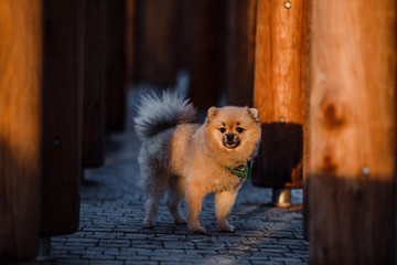 the dog breed Pomeranian