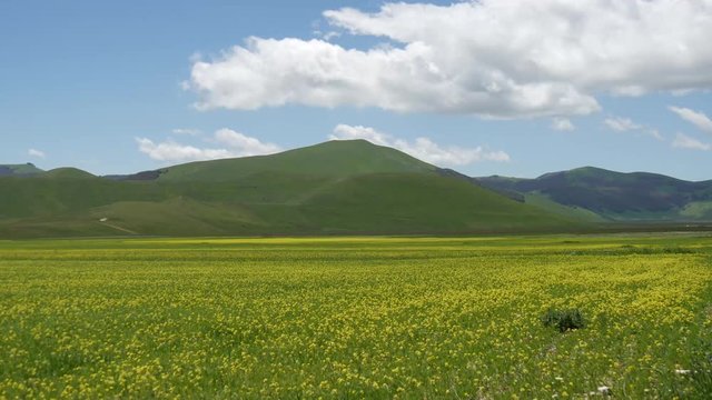 Campi di lenticchie fioritura a Castelluccio di Norcia sui Monti Sibillini in Umbria