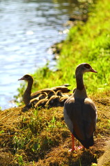 Nil geese with goslings on the riverside in germany. Egyptian goose in the warm evening light.