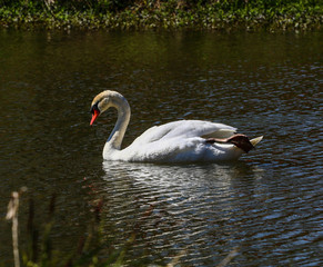 Schwan im Sommer