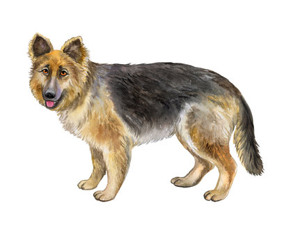 German Shepherd Dog Isolated on a White Background. Watercolor. Illustration. Template. Picture. Clipart
