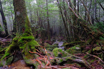 Fototapeta premium 雨の日の屋久島