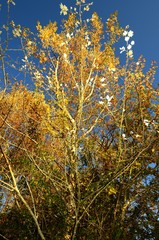 The colors of autumn in a tuscany forest. italy. 
