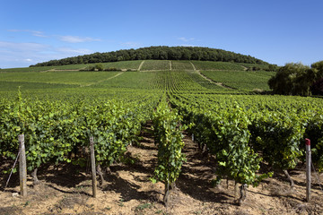 Fototapeta na wymiar Green vineyard in the sun with trees, leaves, hill and blue cloudy sky - agriculture