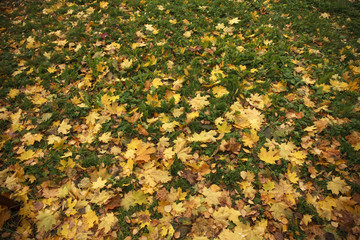 Autumn maple leaves lie on ground