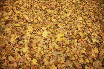 Autumn maple leaves lie on ground