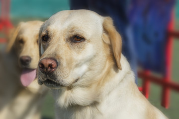 In the eyes of the labrador retriever, mind and courage shine.