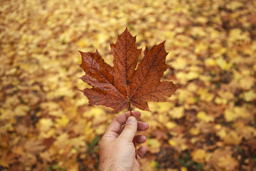 Male hand holds a maple leaf on background of an autumn park © Andrey_Arkusha