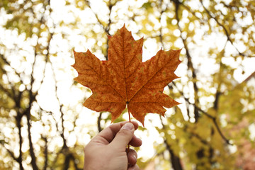 Male hand holds a maple leaf on background of an autumn park