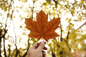 Male hand holds a maple leaf on background of an autumn park