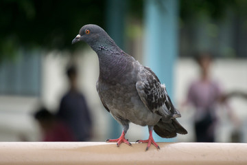 ハト