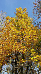 Autumn tree