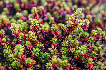 Obraz premium Sedum rubrotinctum green plant in garden, spring time, Iceland