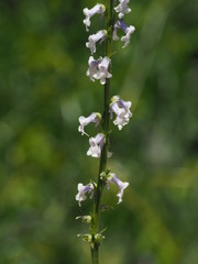 Muflier &agrave; fleurs l&acirc;ches