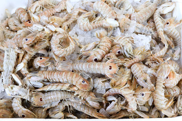Squilla mantis shrimps on the counter at the greek fish shop.