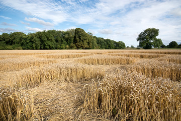 Crop circle at Hannington, Highworth, Wiltshire, UK