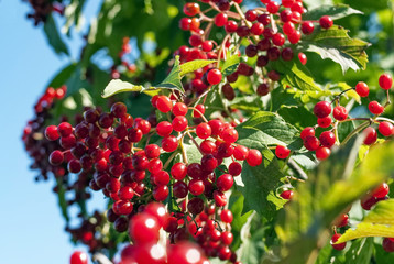 Obraz premium fruits of viburnum in autumn