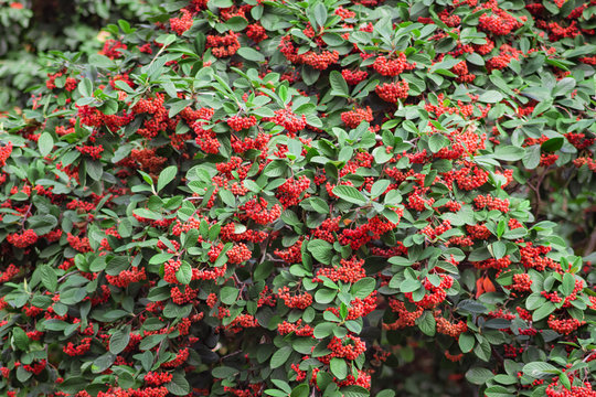 bush with red berries in bunches (cotoneaster)