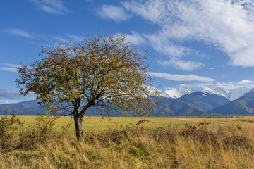 Beautiful landscape with autumn tree and fallen leaves with Carpathian mountains  in the background. Beautiful autumn landscape in romanian Carpathian mountains with high peaks covered with snow.