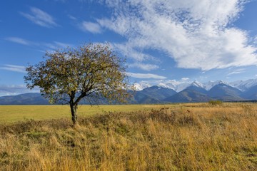 Obraz premium Beautiful landscape with autumn tree and fallen leaves with Carpathian mountains in the background. Beautiful autumn landscape in romanian Carpathian mountains with high peaks covered with snow.