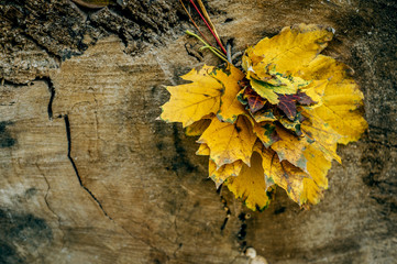 Leaves on wood