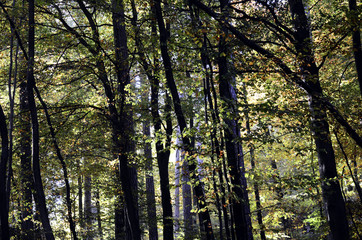 Obraz premium Autumn woods in forest