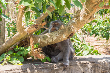 Sleeping macaque. Ubud temple, Bali, Indonesia.