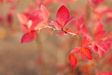 Bright autumn colours